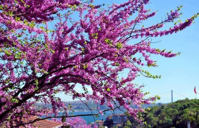 Çocuklar ile iyi vakit geçirmek için erguvan ağaçlarını takip edin