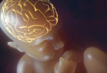 Bebeklerde beyin gelişimi nasıldır, hassas dönemler nelerdir