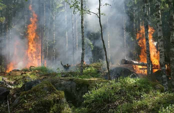 Orman yangınları sağlığımızı olumsuz etkiliyor